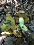 Boletus subluridellus image