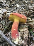 Baorangia bicolor image