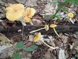 Entoloma unicolor image