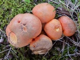 Gyroporus ballouii image
