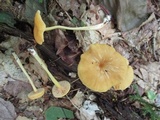 Entoloma unicolor image