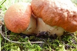 Tylopilus balloui image