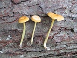 Entoloma unicolor image