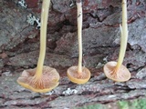 Entoloma unicolor image