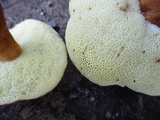 Gyroporus castaneus image