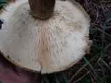 Lactarius sordidus image
