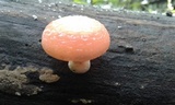 Rhodotus palmatus image