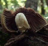 Psathyrella delineata image