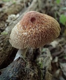 Psathyrella delineata image