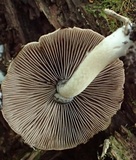 Psathyrella delineata image