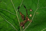 Tolypocladium ophioglossoides image