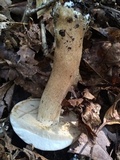 Tylopilus rubrobrunneus image