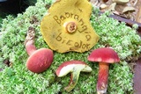 Baorangia bicolor image