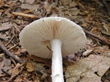 Amanita onusta image