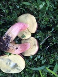 Boletus patrioticus image