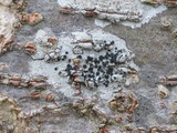 Amandinea punctata image