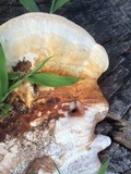 Ganoderma curtisii image