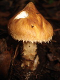 Squamanita umbonata image