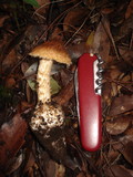 Squamanita umbonata image