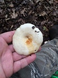 Lactarius maculatipes image