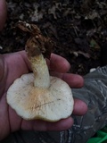 Lactarius maculatipes image