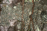 Amandinea punctata image