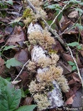Sphaerophorus venerabilis image