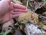 Sphaerophorus venerabilis image