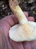 Lactarius maculatipes image