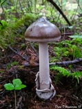 Amanita pachycolea image