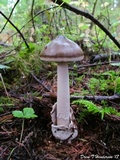 Amanita pachycolea image
