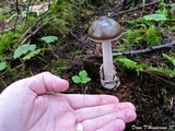 Amanita pachycolea image