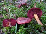 Cortinarius smithii image