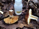 Xanthoconium affine image