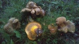 Boletinellus merulioides image
