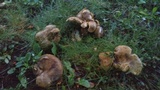 Boletinellus merulioides image