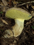 Caloboletus radicans image