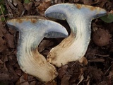 Caloboletus radicans image