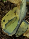 Caloboletus radicans image