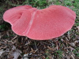 Fistulina hepatica image