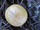 Suillus kaibabensis image