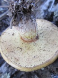 Suillus kaibabensis image