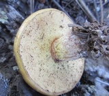 Suillus kaibabensis image