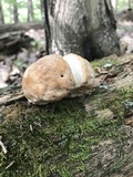 Fomitopsis spraguei image