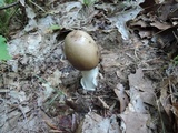 Amanita spreta image