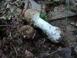 Amanita spreta image