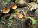 Galiella rufa image