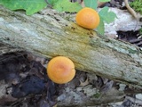 Gymnopilus liquiritiae image