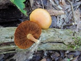 Gymnopilus liquiritiae image
