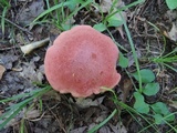 Baorangia bicolor image